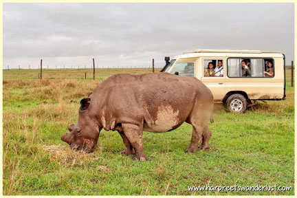 The Northern White Rhino - almost as big as the jeep!