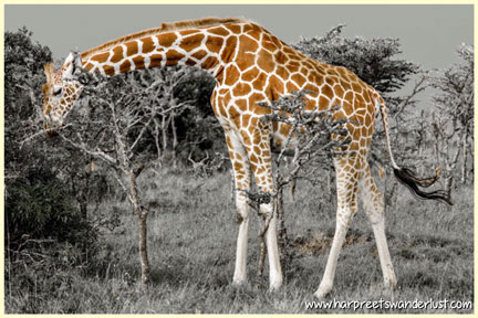 A beautiful giraffe, on the Sweetwaters plains