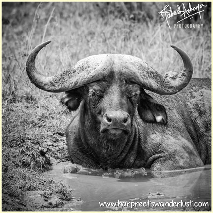  Buffalo wallowing in a mud bath - photo used with the consent and courtesy of www.maheshacharyaphotography.com