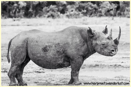 Northern black rhino
