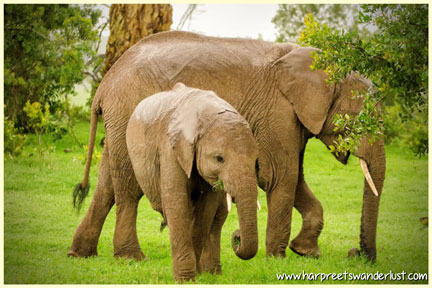 Gentle giants....do support Ellie Tees! Help save these majestic creatures....