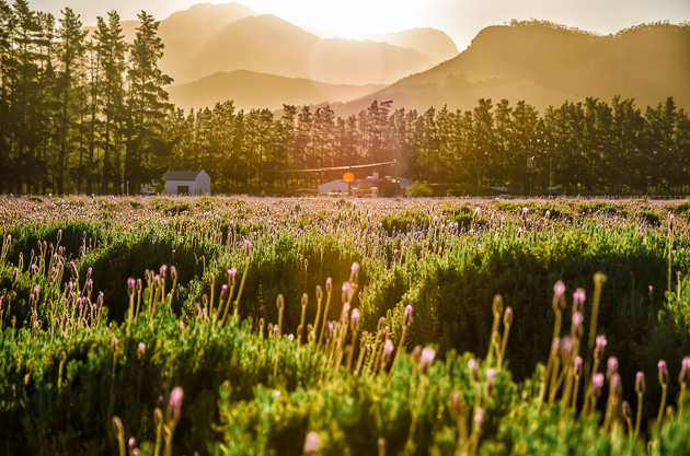 Move over Provence! Franschhoek has lavender fields too!