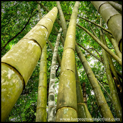 Bamboo Forest at Peradeniya, home to one of the oldest Bamboo Tree’s in the world…