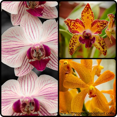 Gorgeous Orchids at Peradeniya Botanical Gardens