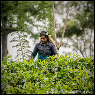 A Tamil Tea picker
