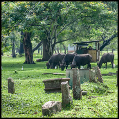 footsteps-in-the-ancient-cities-of-sri-lanka-anuradhapura-5