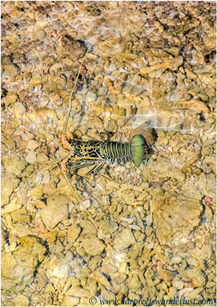 The spiny lobster in the water beneath Baan Hura