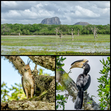 Elephant rock in the plains of Yala, and some interesting birds...a hornbill and owl, I think?