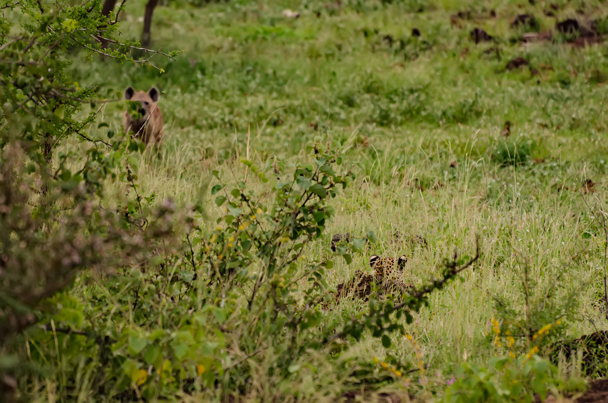 You can see the hyena, but can you spot the leopard?