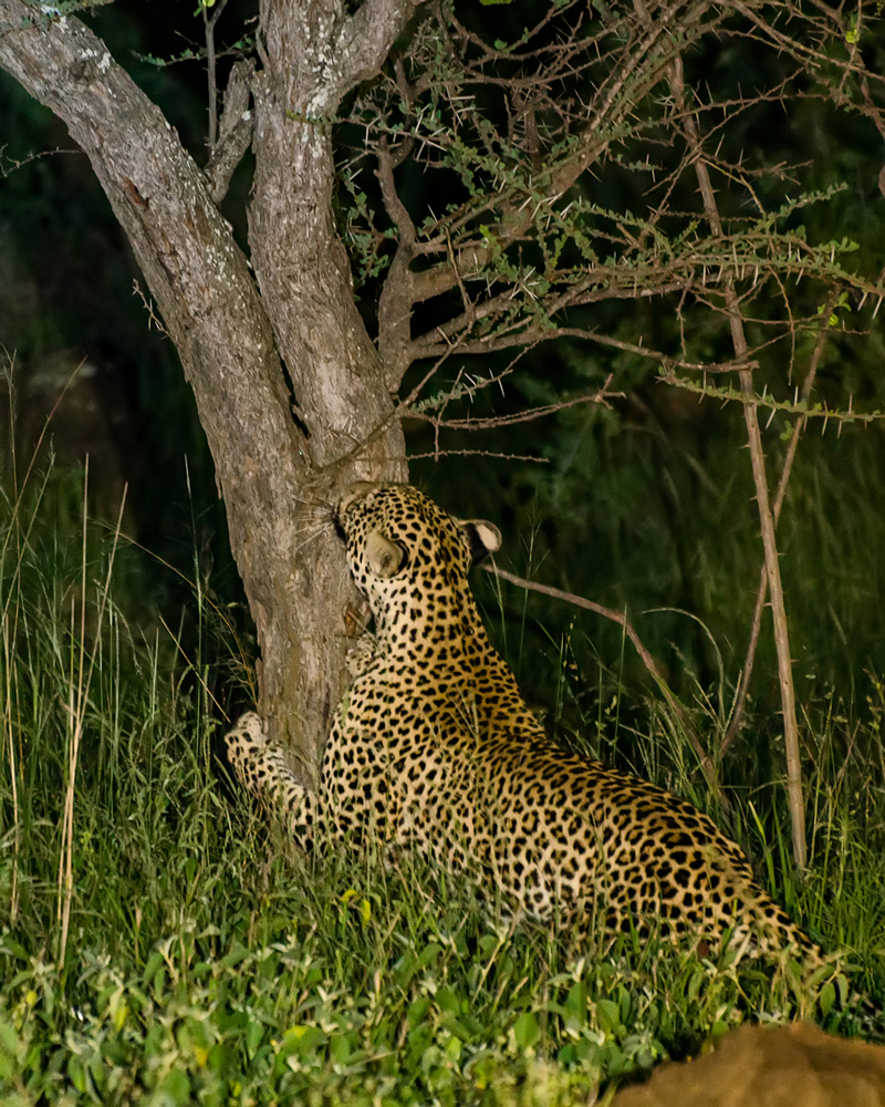 Amazing sight...leopard scratches the tree!