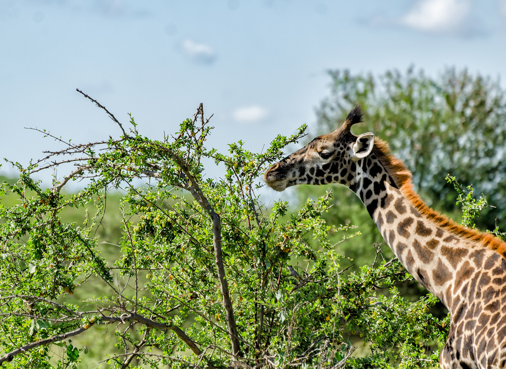 Masai Giraffe feeding on acacia trees