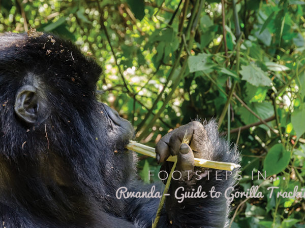 Footsteps in Rwanda...Guide to Gorilla Tracking