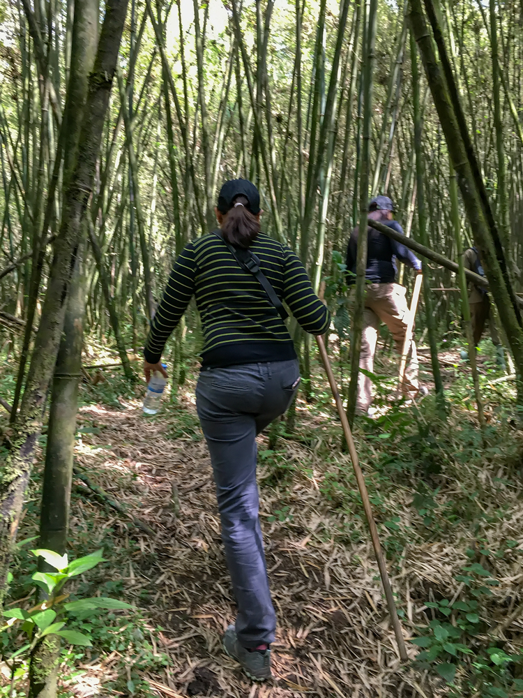 Trekking through the Bamboo Forest 