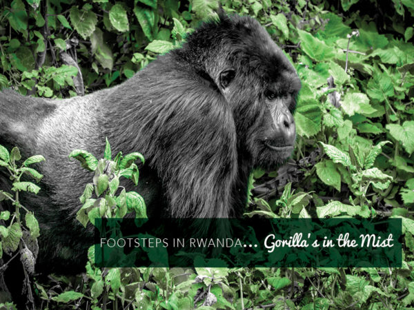 Footsteps in Rwanda...Gorillas in the mist