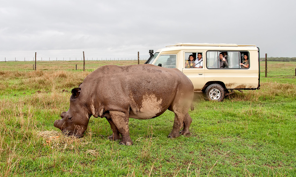 One of only three Northern White Rhino in the world!