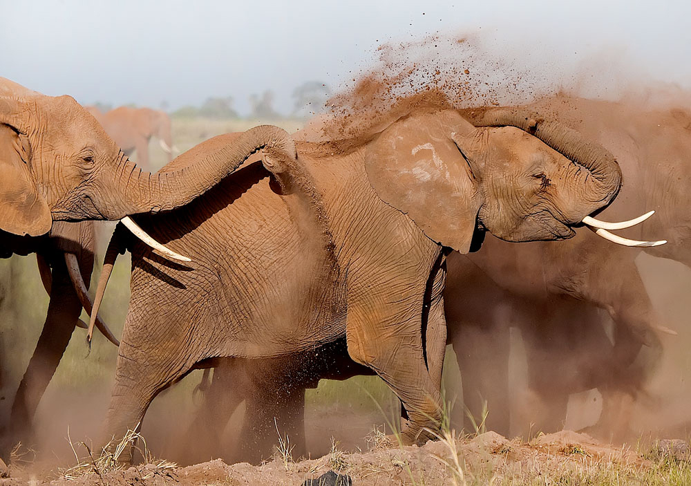 Elephants playing in dust