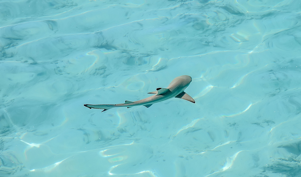 Swimming with reef sharks in the Maldives