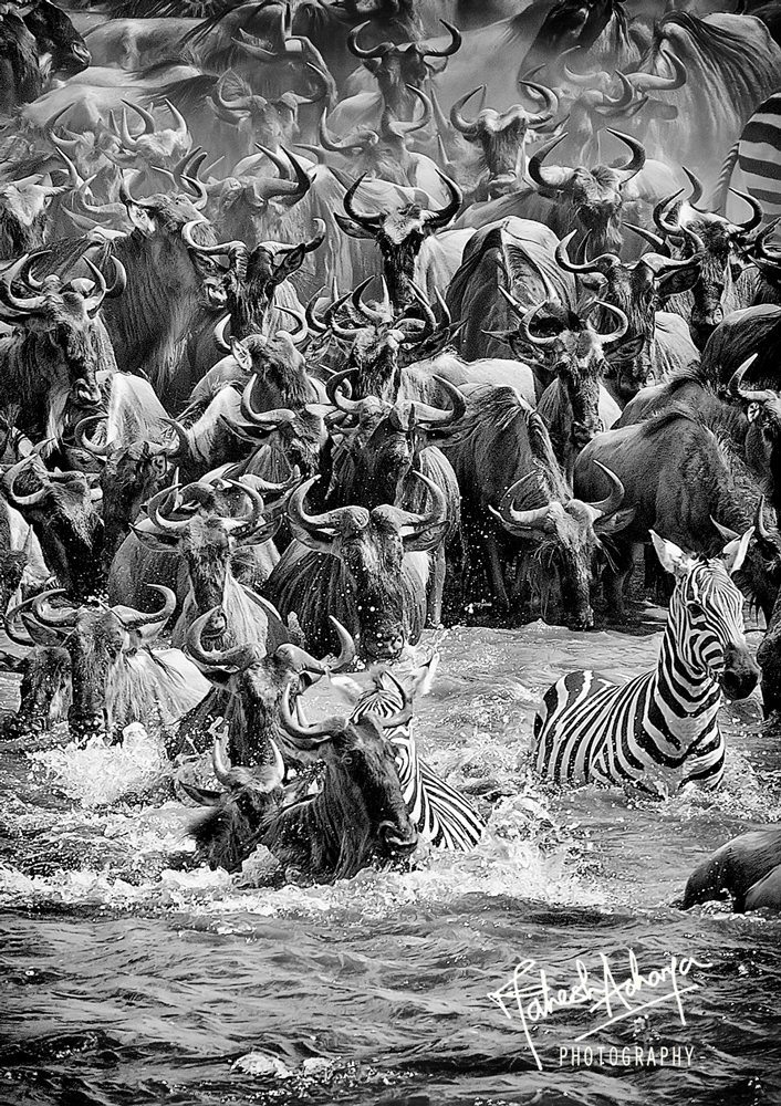 Leap of faith - rush hour for the wildebeeste - Courtesy of Mahesh Acharya