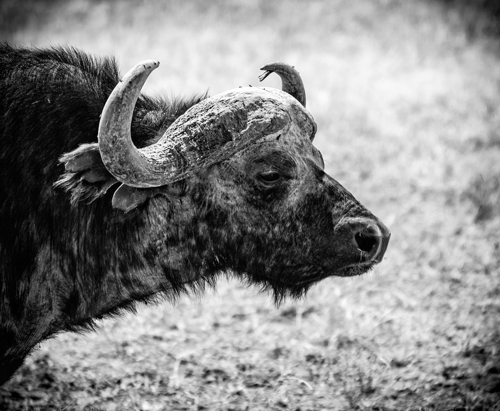 Cape Buffalo - one of the Big Five 