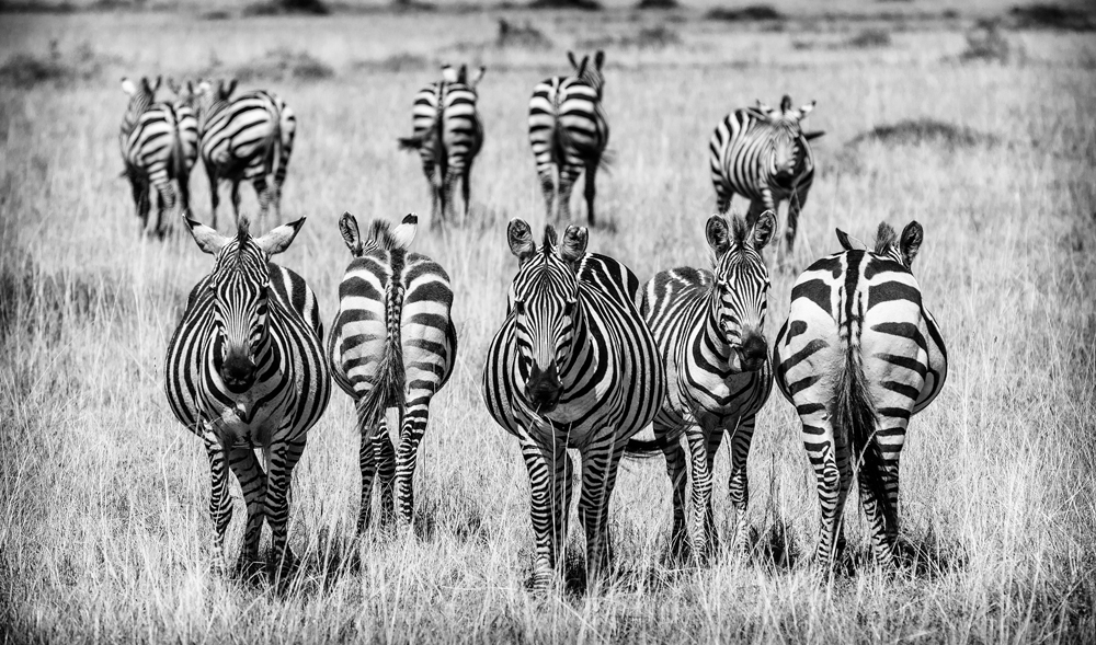 Dazzling Zebras