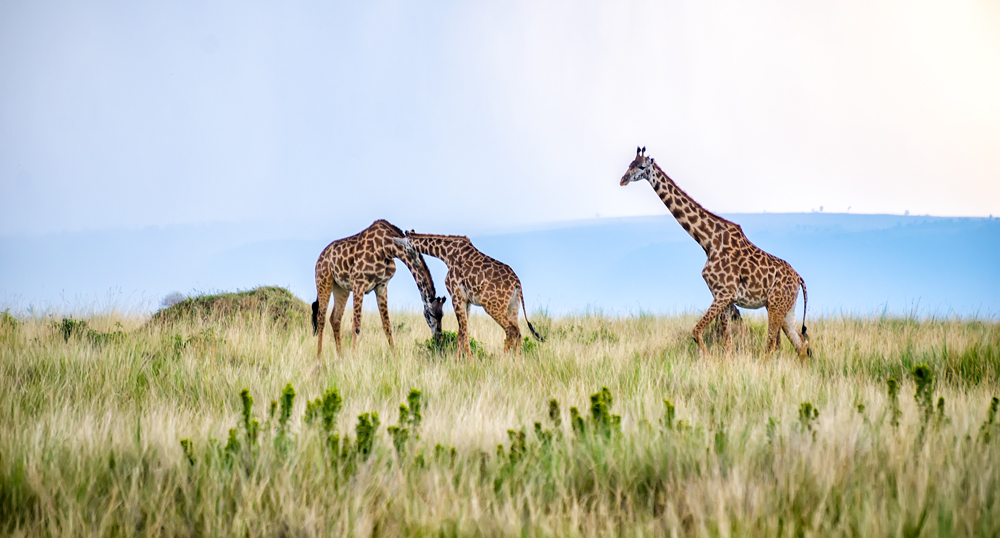 Giraffe moseying in the plains of the Mara 