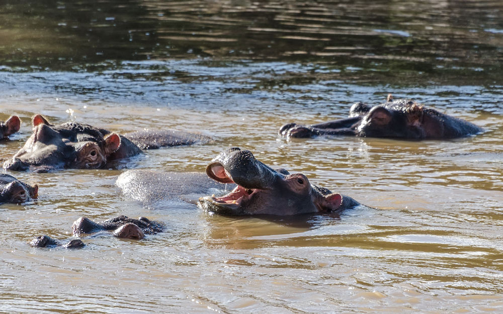 Hippos float around at the Hippo Pool