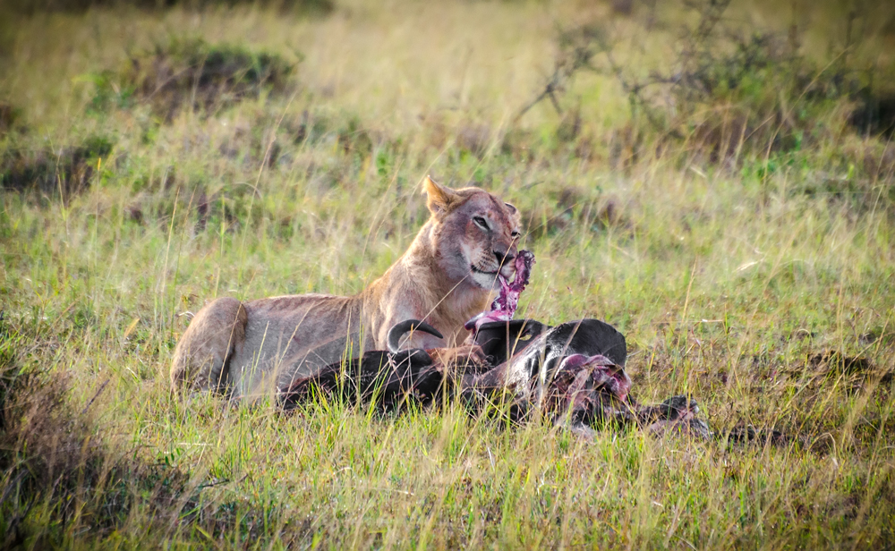 Lioness with a kill- not everyone gets out alive...