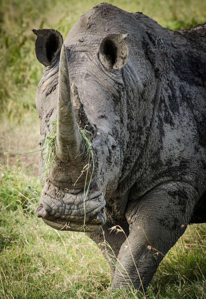 Rhino - one of the Kenyan Big Five