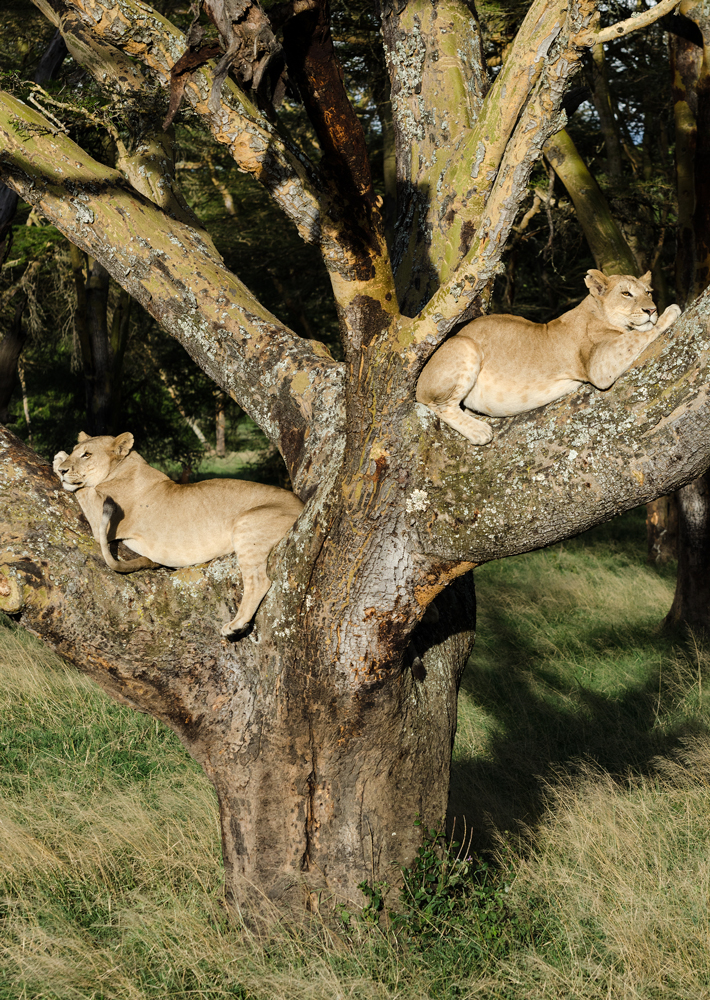 Lionesses relaxing away in the tree