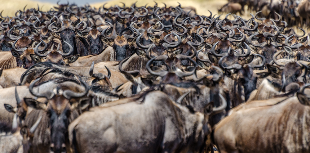 Thousands of Wildebeest: this is the Great Migration