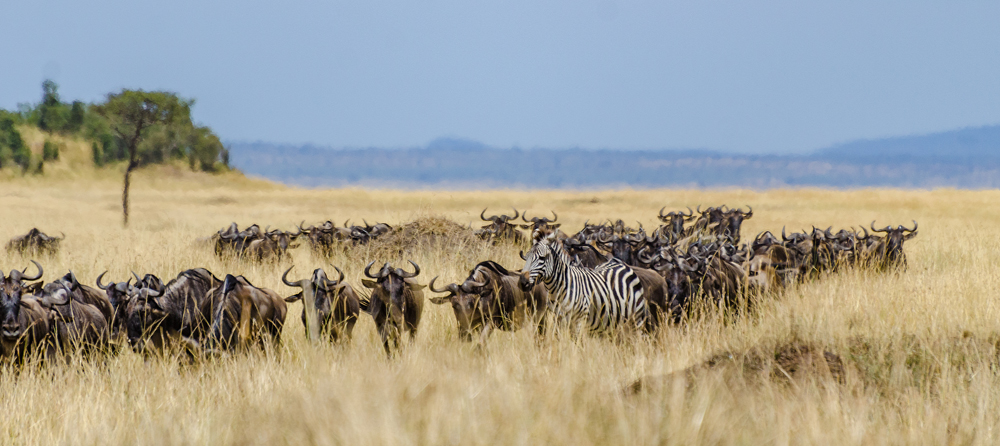 Wildebeeste and Zebra in the plains of the Mara