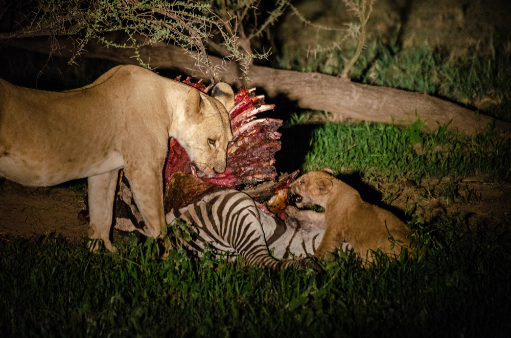 A pride of lions feast on their zebra kill