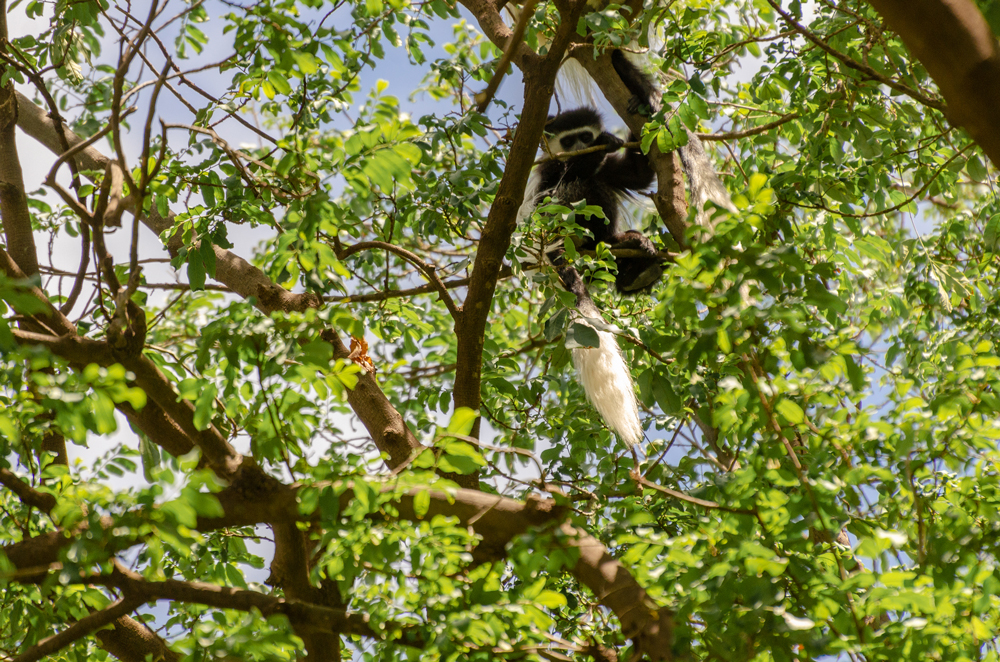 Colobus Monkey in the forest - Olkiramatian Conservancy