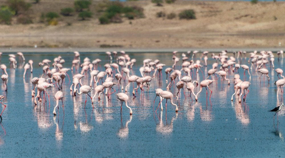Flamingos on Lake Magadi