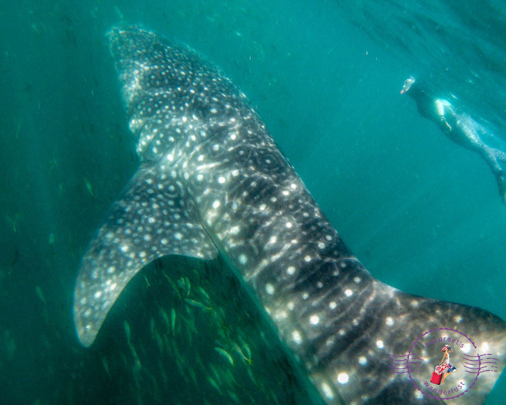 Swimming with Whale Sharks in Djibouti