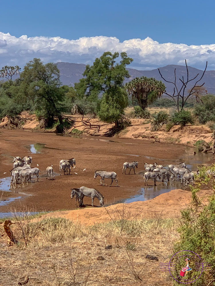 A handful of Grevy's Zebra drinking from puddles in what was the Ewaso Nyiro River