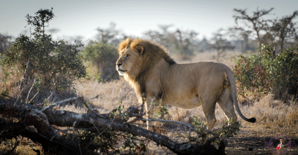 Truly the King of the Jungle!
