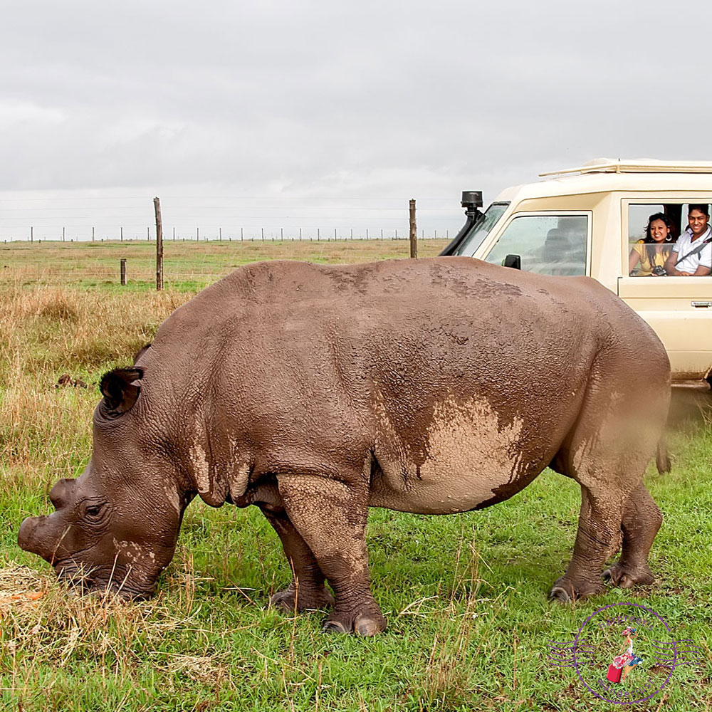 One of the last Northern White Rhino's in the world  