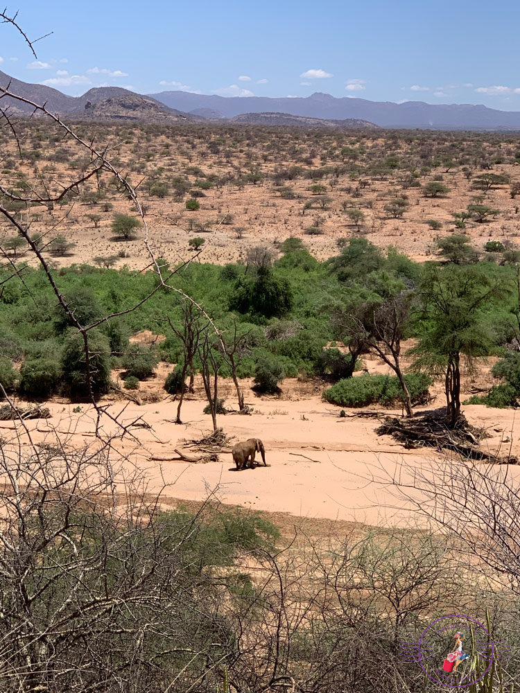 Lone Elephant Bull on the dry River Bed