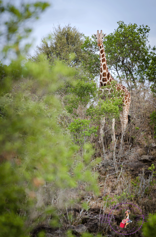 Reticulated Giraffe browsing 