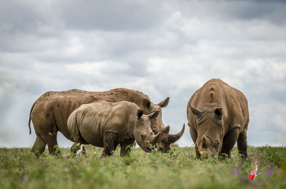 Rhino Sanctuary at Solio Ranch