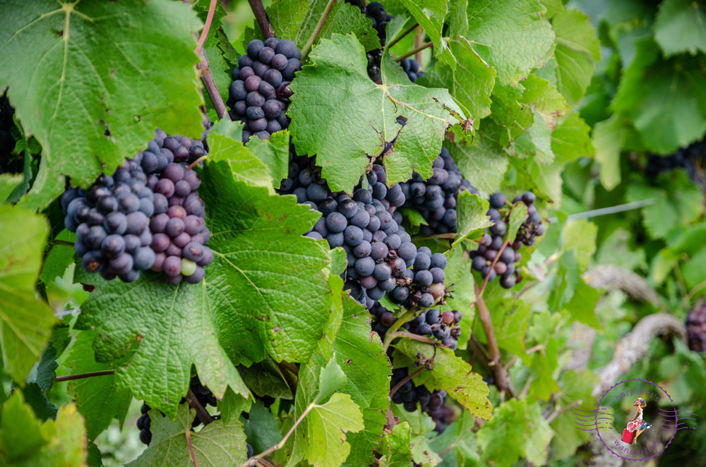 Grapes hanging off the vines