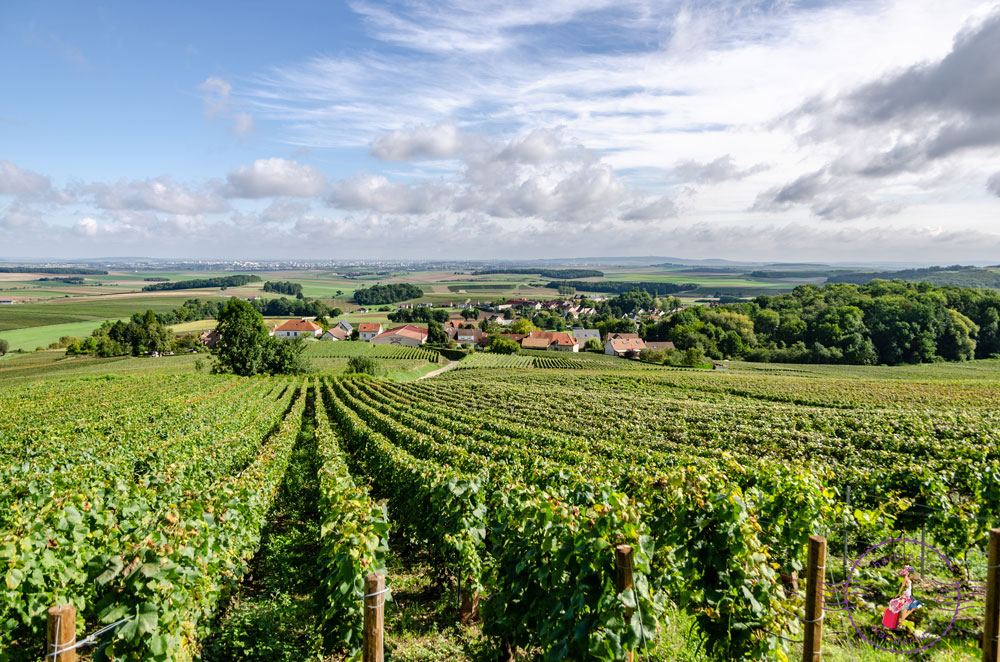 Vineyards in Champagne