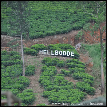 One of the many tea plantations en route to Nur'Eliya