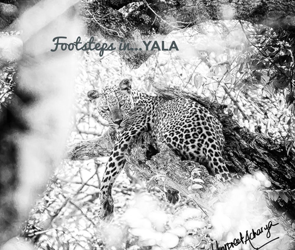 Footsteps in…Yala
