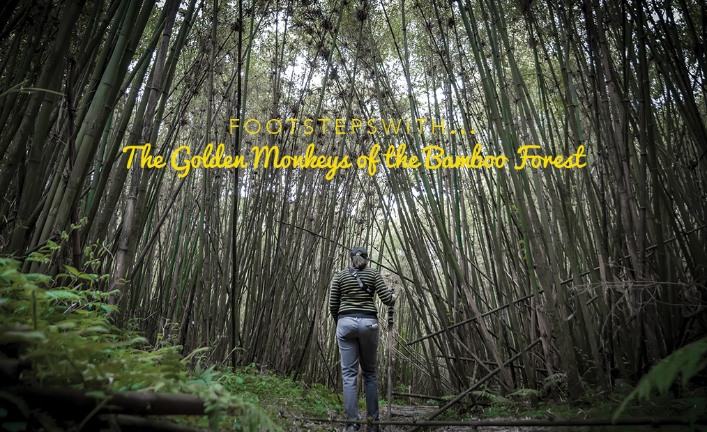 Footsteps…with the Golden Monkeys of the Bamboo Forest