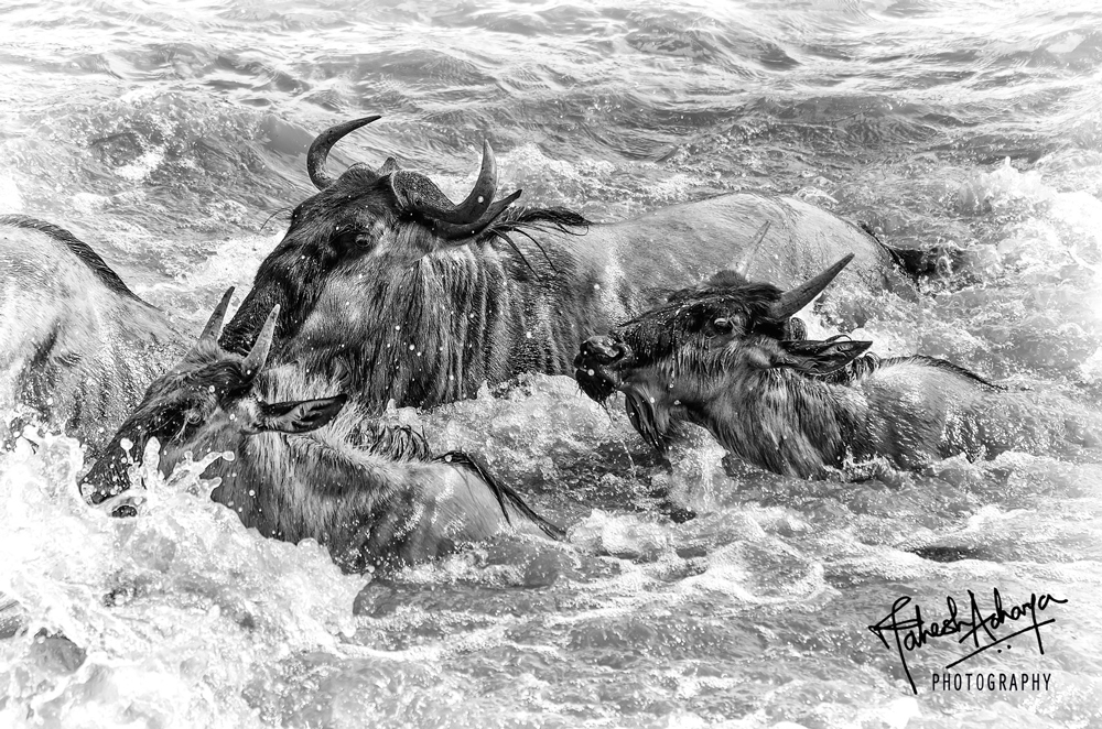 Wildebeeste swimming in the Mara River - Courtesy of Mahesh Acharya