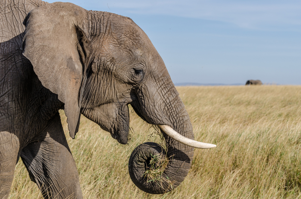 I simply love these Gentle Giants!