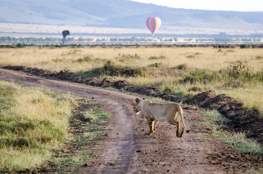 Magical Mara: Lionesses and Hot Air Balloons