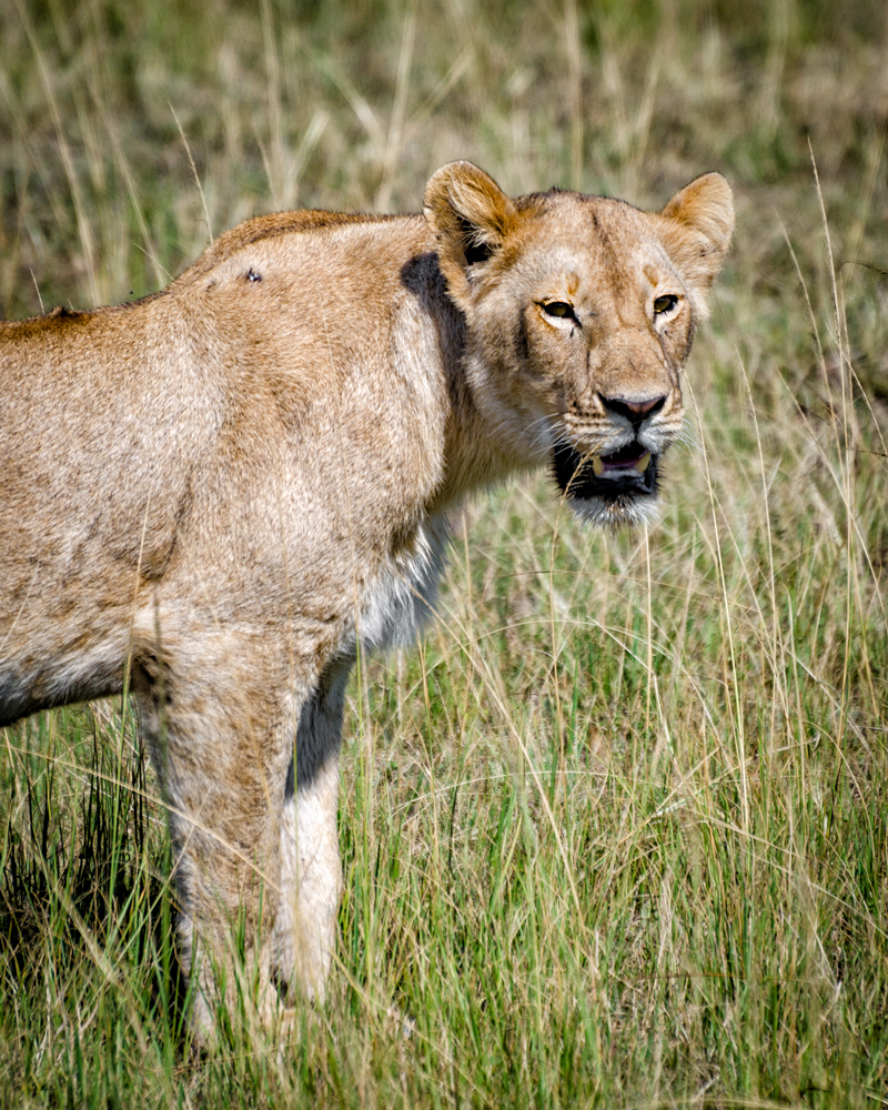 Lioness on the prowl